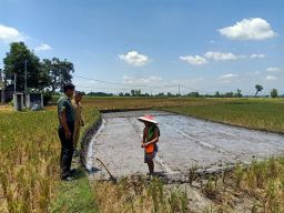 Dukung Pertanian Warganya, Babinsa Koramil 14 Bringin Bantu Petani Siapkan Lahan Penyemaian Bibit Padi