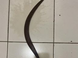 ABG di Bogor Hendak Tawuran Diamankan Polisi Usai Jatuh dari Motor.