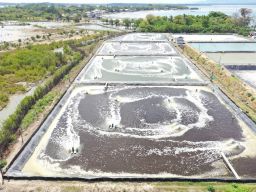Layanan Listrik Hijau PLN Bantu Petani Tambak Udang di Sulsel Hemat Biaya Operasional dan Tembus Pas