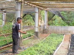 Besok! PLN Resmikan Pengembangan Ekosistem Biomassa di Tasikmalaya