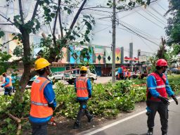Pastikan Keandalan Jaringan Listrik, PLN ULP Krian Lakukan Perabasan Pohon