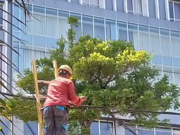 PLN Icon Lakukan Perapihan dan Pendataan kabel ilegal di Tiang PLN Kota Surabaya