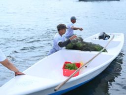 Hari Lingkungan Hidup, Dari Pesisir Nusa Lembongan, PLN Bangun Kemandirian Ekonomi Melalui Rumput Laut