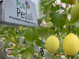 Wujudkan Ketahanan Pangan, PLN UIP JBTB Dorong Budidaya Melon Hidroponik