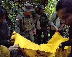 Melawan saat Ditangkap, Satgas Madago Raya Tindak Tegas 1 DPO Teroris MIT