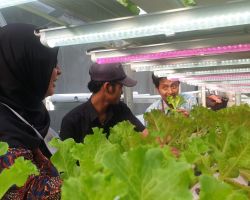 Galakkan Electrifying Agriculture, PLN Kembali Bantu Jawara Farm