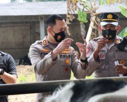 Polres Malang Kawal Percepatan Vaksinasi PMK, 12.319 Ekor Ternak Sudah Tervaksin