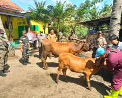 Cegah Penyebaran Virus PMK di Jember, TNI Polri Optimalkan Peran Bhabinkamtibmas dan Babinsa