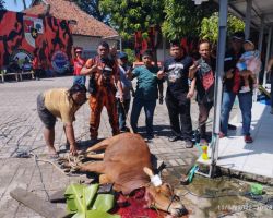 Koti PP Surabaya Gelar Penyembelihan Hewan Qurban 