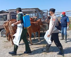 Cegah PMK Polres Sampang Bersama Pukeswan Periksa Hewan Ternak