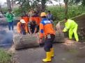 Gercep, Polisi Bersama TNI dan BPBD Evakuasi Pohon Tumbang, Akses Jalan Kembali Lancar