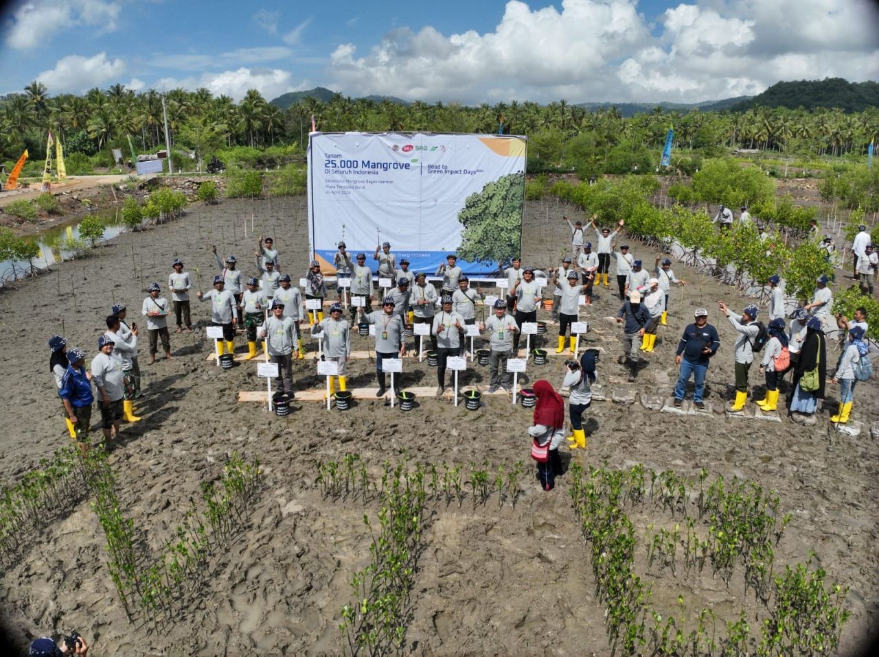 BPDAS Dodokan Moyosari Sukses Melaksanakan Penanaman 25 Ribu Mangrove di NTB
