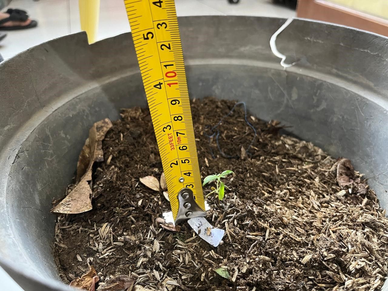 Polres Gresik Amankan 4 Pot Pohon Ganja di Rumah Terduga Pengedar Narkoba   