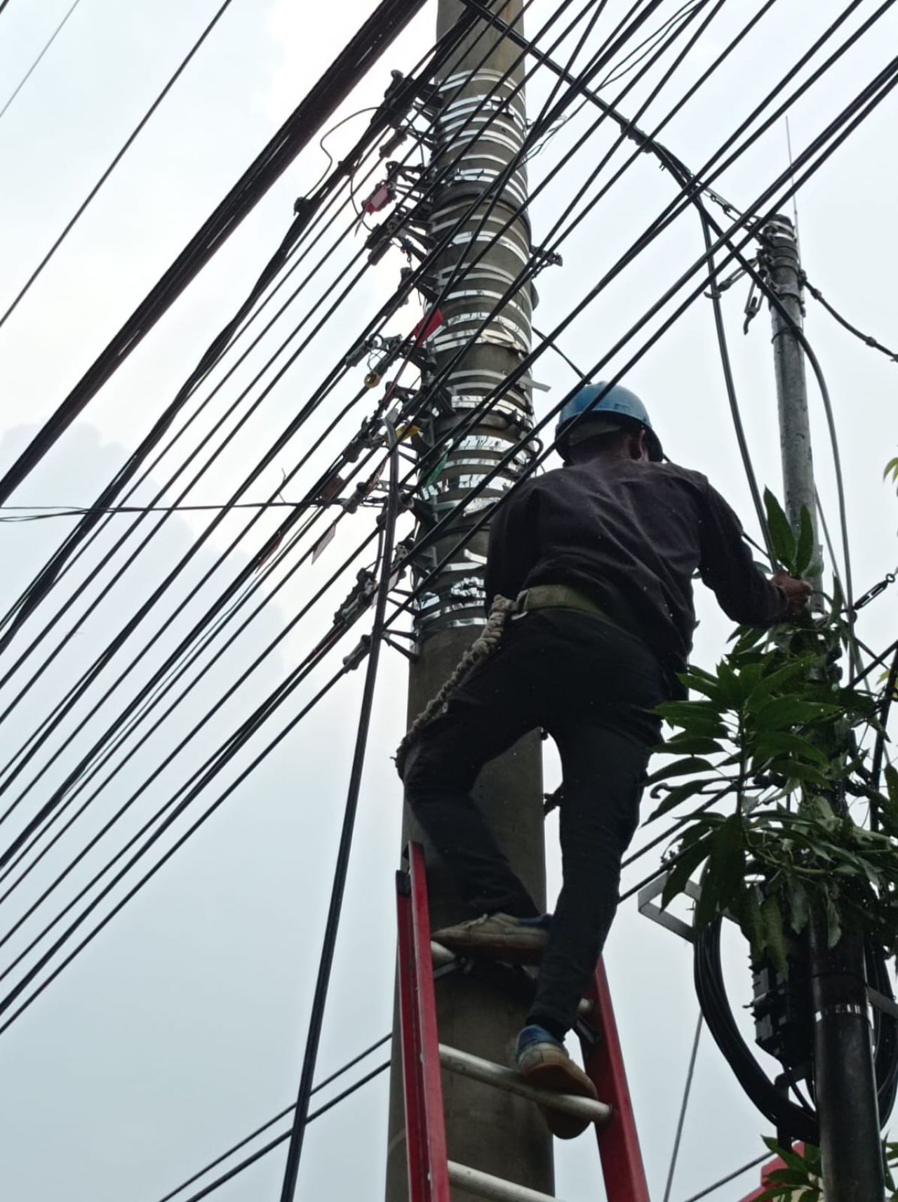 Laksanakan Penataan dan Pendataan Kabel Ilegal di Tiang PLN Sidoarjo, PLN Icon Plus Konsisten Jaga Keandalan Jaringan