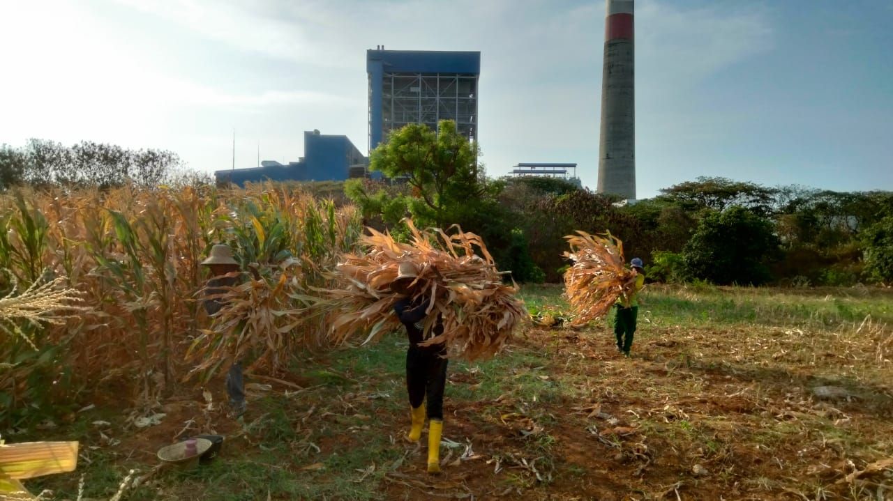 Hari Kesaktian Pancasila, PLN Sulap Limbah Jagung Jadi Listrik, Petani Tuban Dapat Tambahan Penghasilan