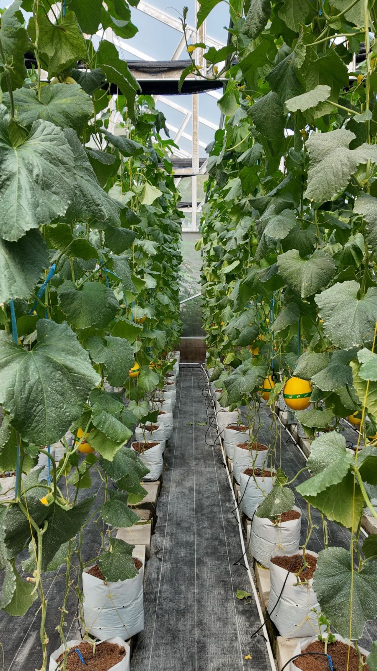 PLN UIP JBTB Karang Taruna sukses panen perdana 600 melon New Kinanti hidroponik di Desa Winong.