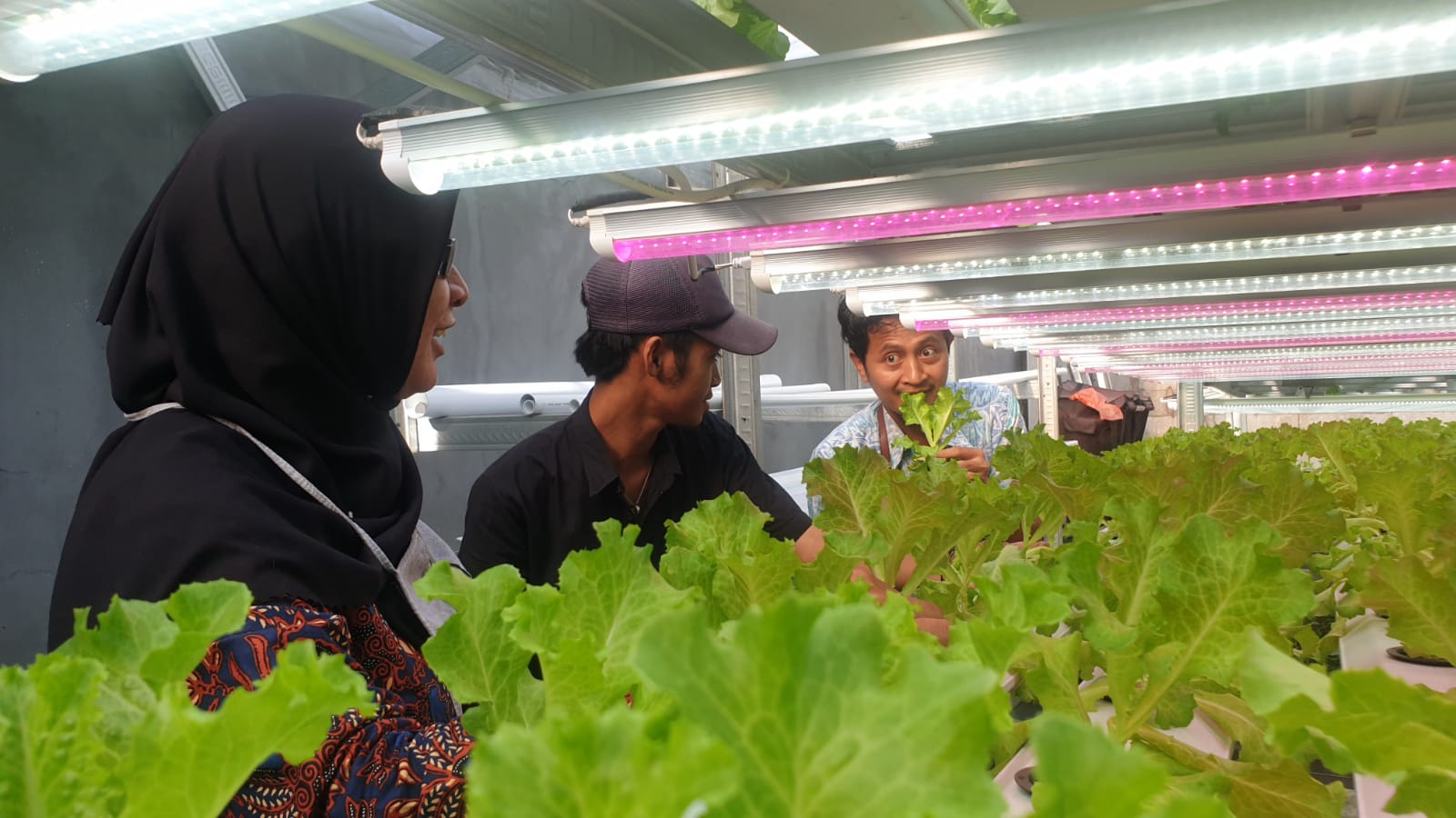 Galakkan Electrifying Agriculture, PLN Kembali Bantu Jawara Farm