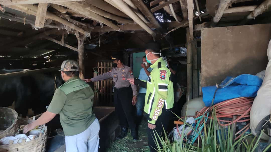 Polres Batu Terjunkan Tim Vaksinator Cegah Penyebaran Wabah PMK