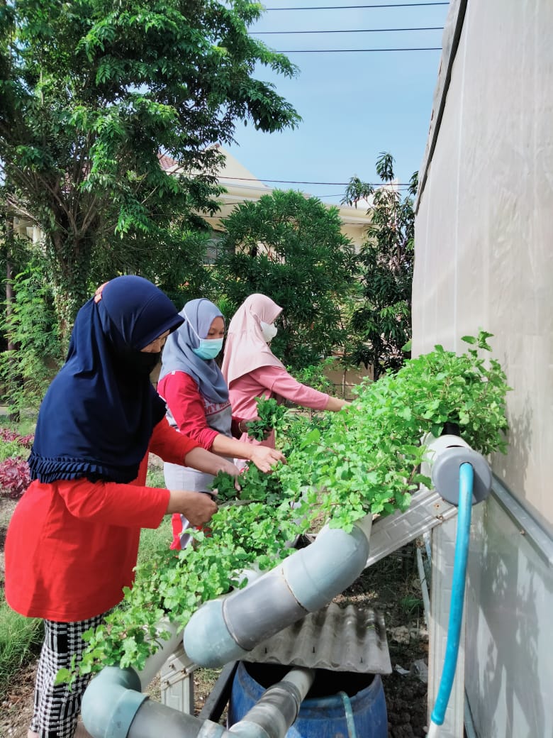 Galakkan Electrifying Agriculture, PLN Bantu Usaha Hidroponik Masyarakat Surabaya