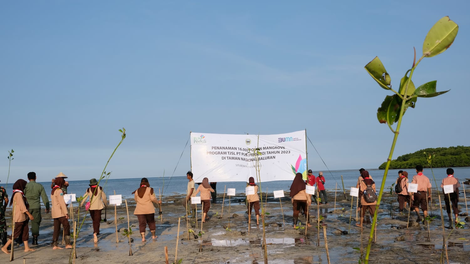 Upaya Konsisten Lestarikan Lingkungan, Kembali PLN UIP JBTB Gandeng Taman Nasional Baluran serta Komunitas Setempat Tanam Puluhan Ribu Mangrove