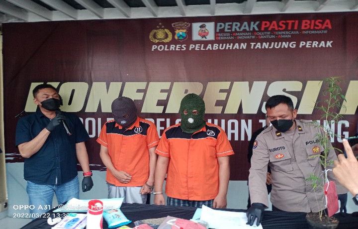 Satresnarkoba Polres Pelabuhan Tanjung Perak Bekuk Dua Pelaku Tanam Ganja Asal Surabaya