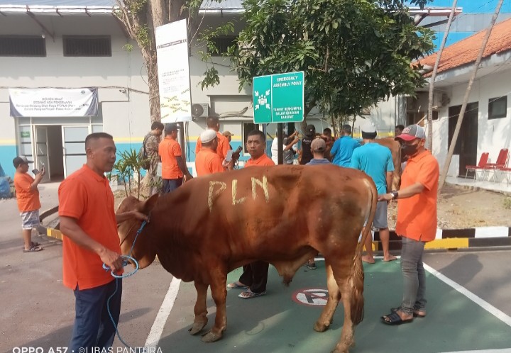 Rayakan Idul Adha dengan Kepedulian, PLN UIP JBTB Sembelih 5 Ekor Sapi dan 7 Ekor Kambing